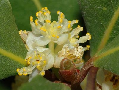 Laurus nobilis